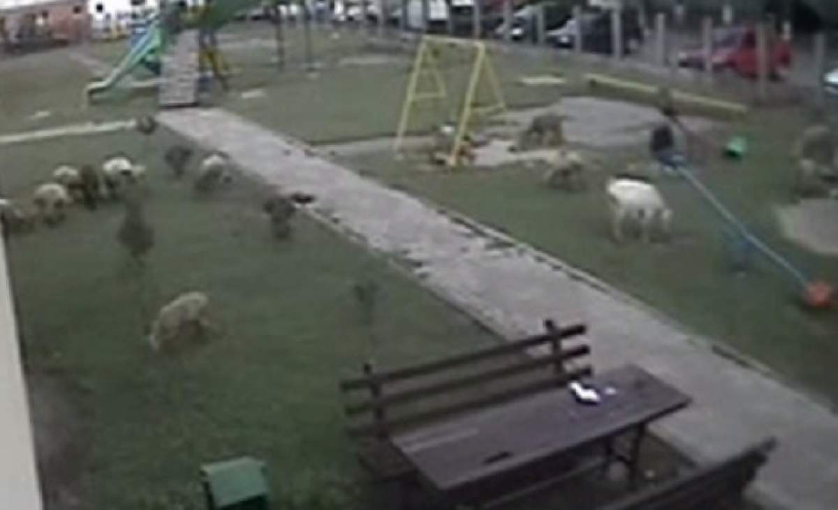 O grădiniţă, transformată în Islaz! Oile pasc nestingherite la locul de joacă pentru copii