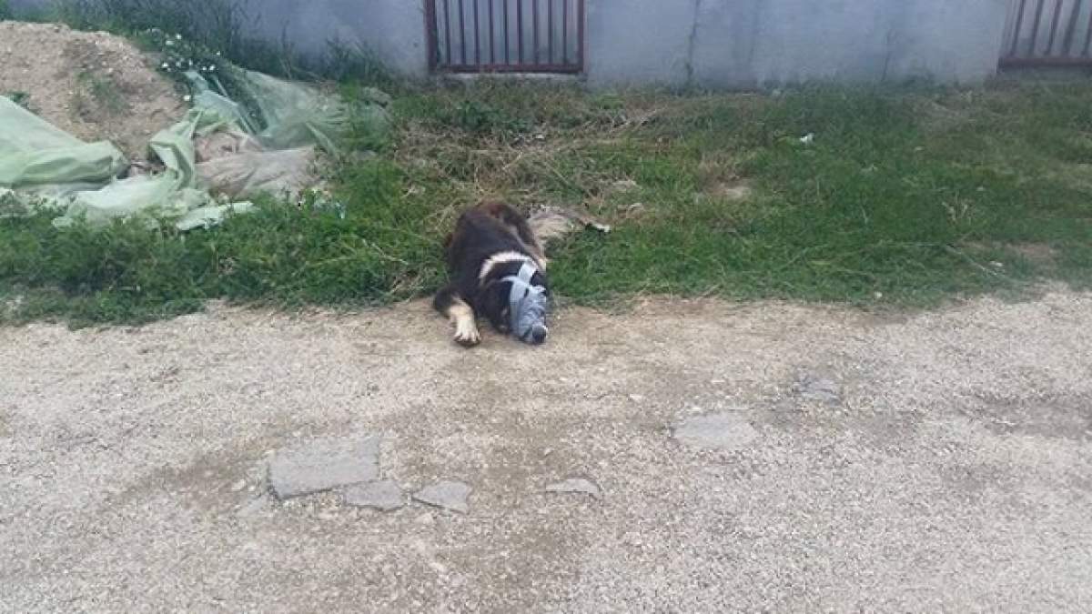 Atenţie, imagini şocante! Ce i-au făcut unui câine maidanez! Iubitorii de animale sunt revoltaţi!