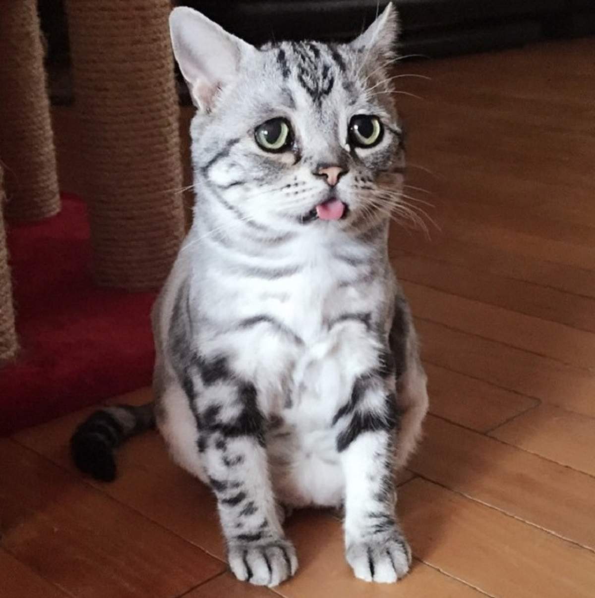FOTO / Ea este cea mai tristă pisică din lume! Imaginile cu ea au devenit virale pe internet