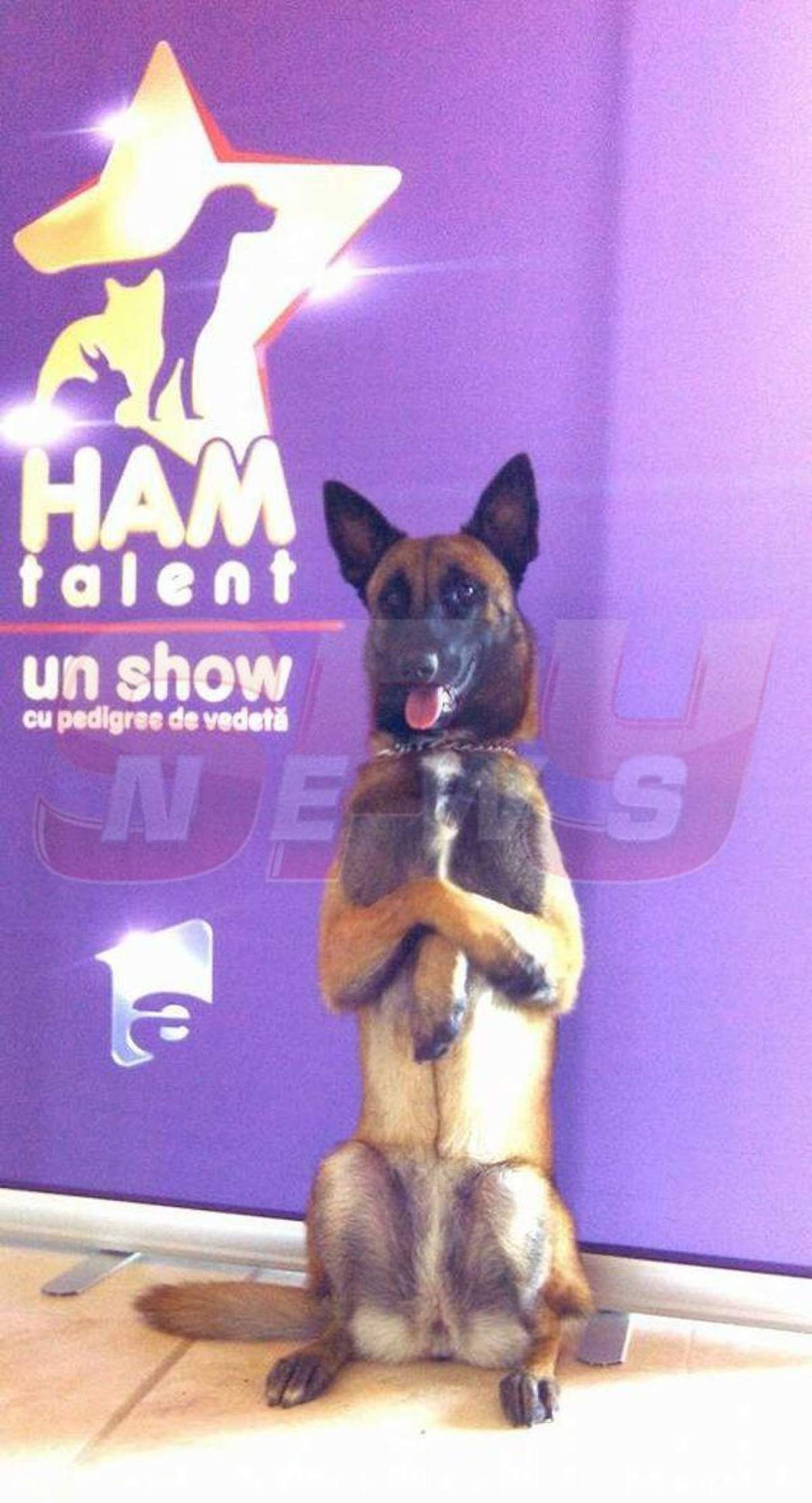 FOTO / Preselecţiile „Ham talent” au început! Un câine i-a uimit pe toţi cu "prestaţia" sa