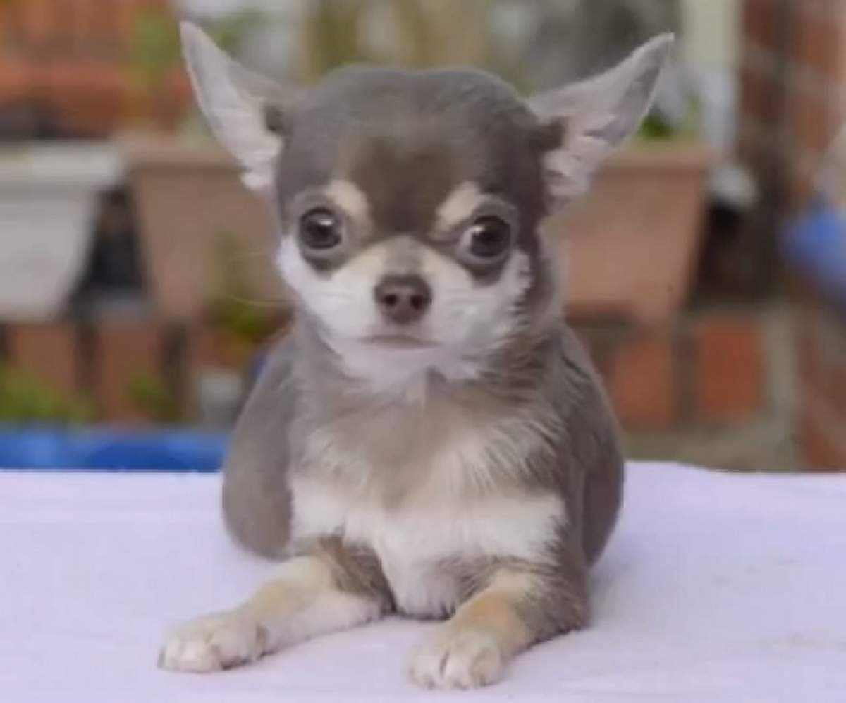 VIDEO / El este cel mai mic câine din Marea Britanie! Este cât o pungă de zahăr, iar stăpânii lui îl adoră