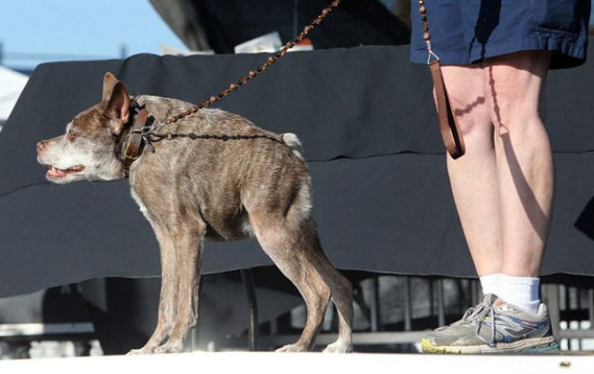 VIDEO / Cocoşat ca o hienă, a primit titlul de Cel mai URÂT câine din lume!
