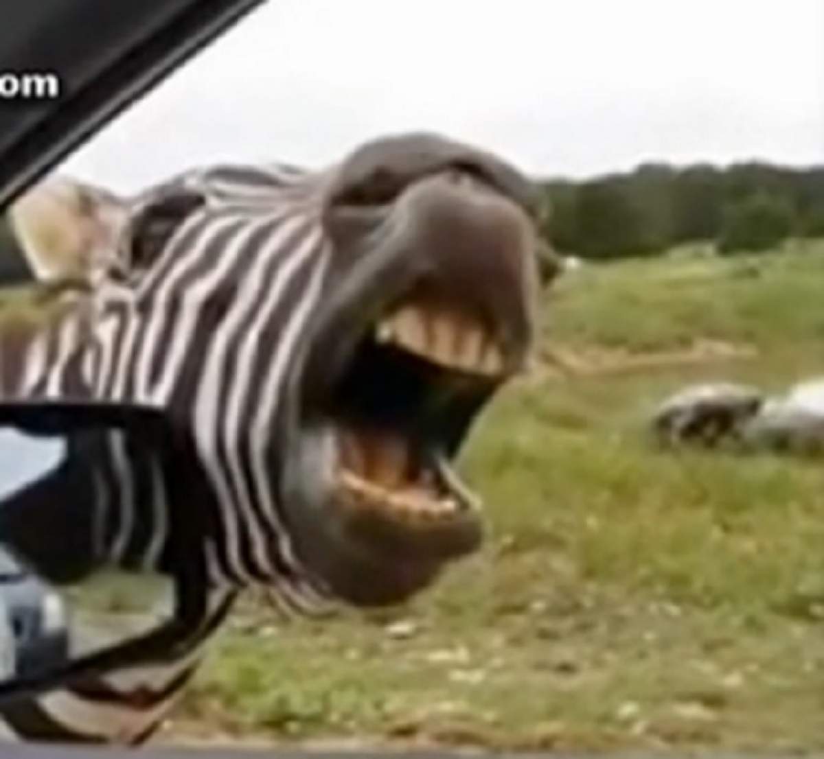Râzi cu lacrimi! Zebra cântăreaţă, show ca în desene animate!
