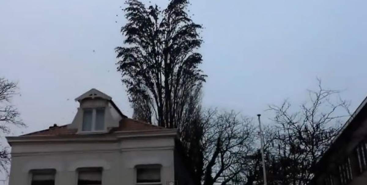 VIDEO / Copacul acesta nu este ceea ce pare! SURPRIZA pe care au avut-o cei care se aflau în preajmă