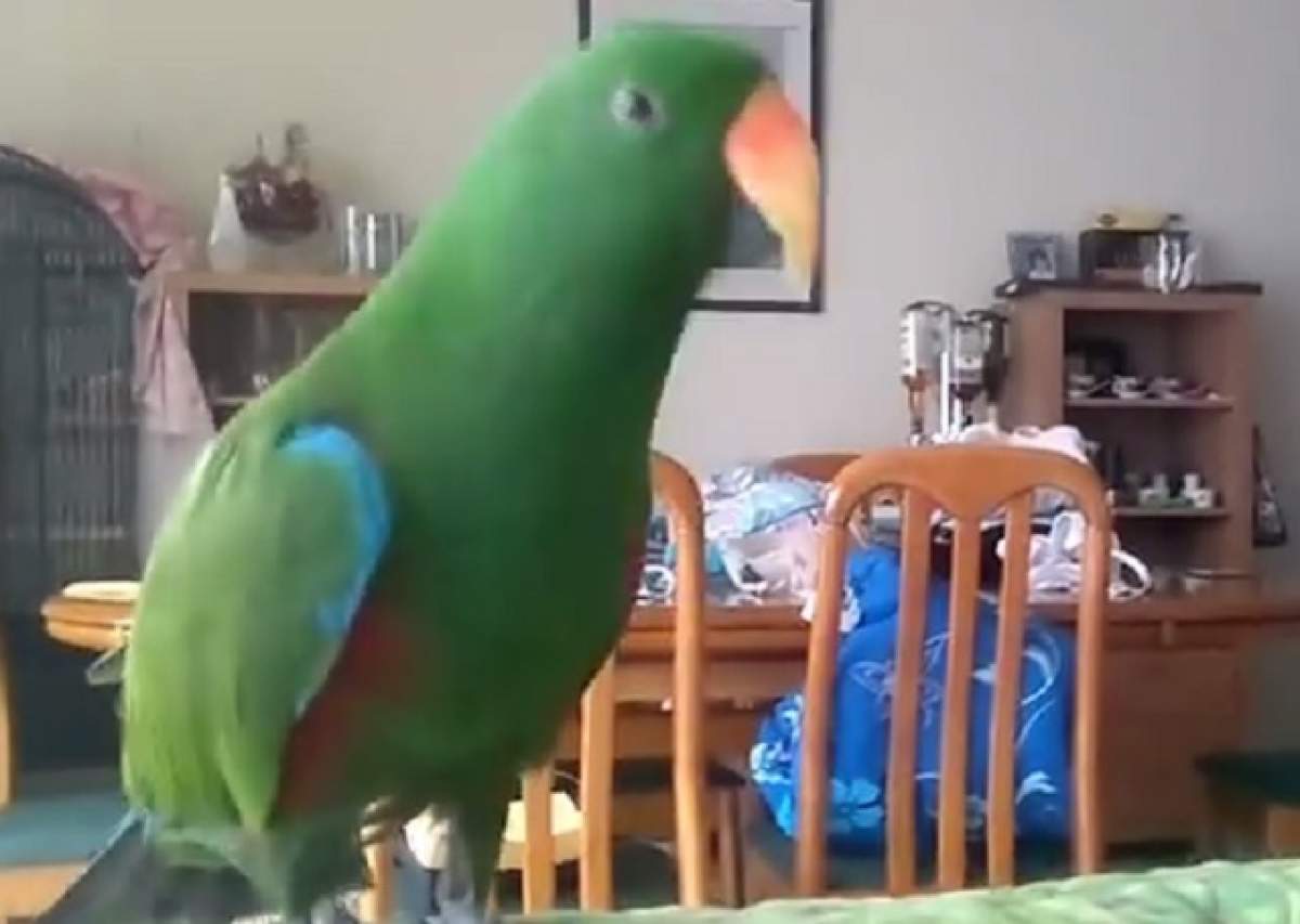VIDEO / Faceţi cunoştinţă cu Milo, papagalul care dansează pe melodia "Sexy and I know it"