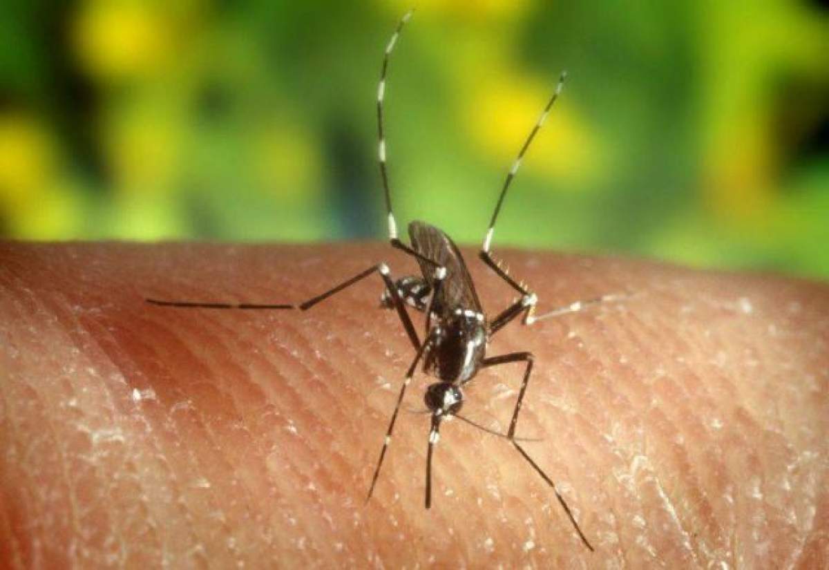 Alarmant! Un bărbat cu malarie a murit într-un spital din Bucureşti