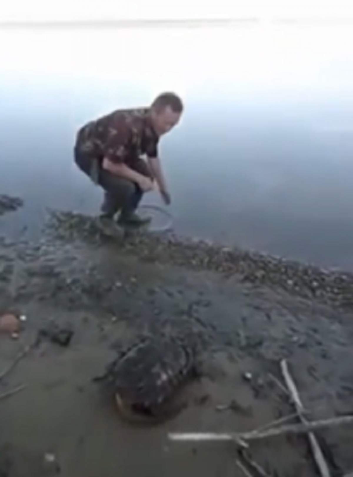 VIDEO / O broască ciudată a apărut în Rusia! Cum arată micul "dinozaur"