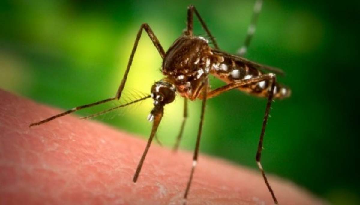 ÎNTREBAREA ZILEI - MARŢI: Cum poţi trata mușcăturile de țânțari în mod natural?