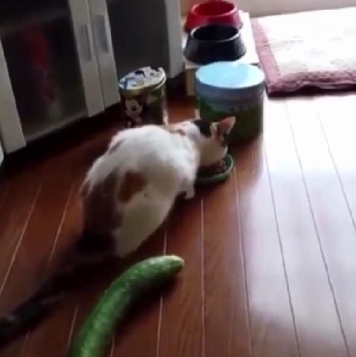 VIDEO / Râzi de te prăpădeşti! Cum reacţionează o pisică atunci când vede un castravete lângă ea