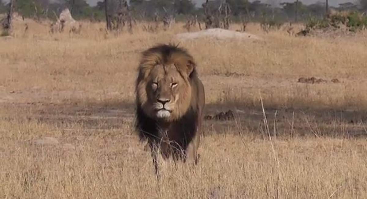 VIDEO / Scandalul care a isterizat lumea! Ucigaşul celui mai cunoscut leu din Africa a fost găsit!