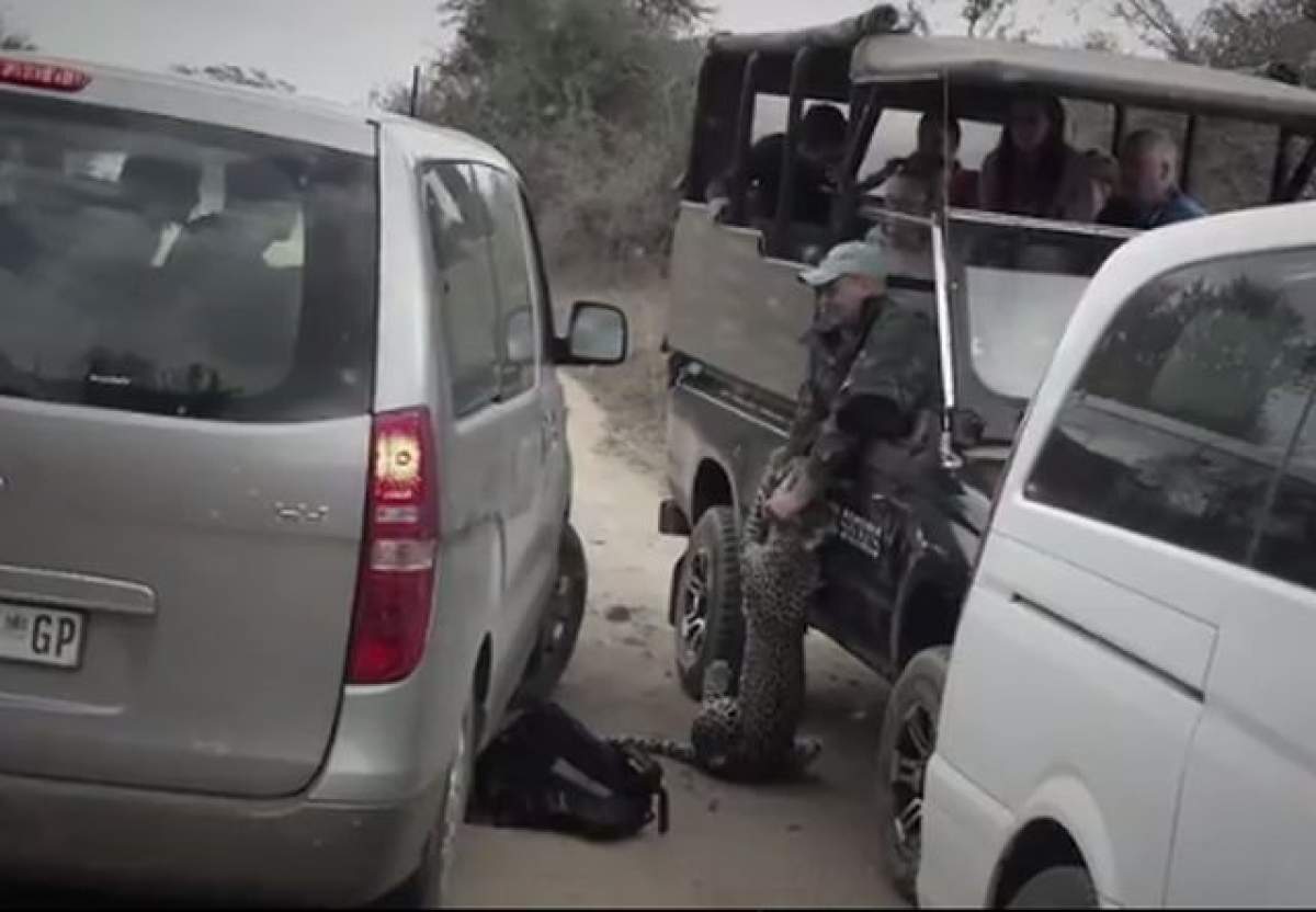 VIDEO / Momentul şocant în care un animal fioros a atacat o maşină cu turişti