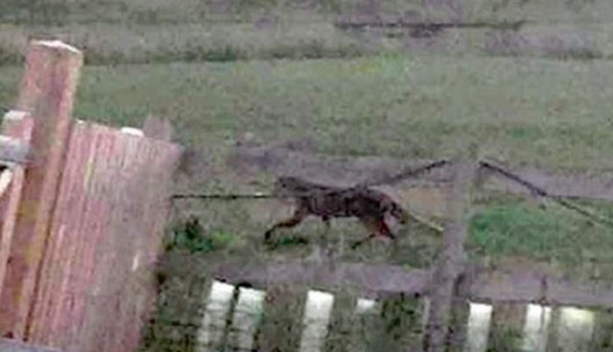 A îngrozit timp de 30 de ani Marea Britanie. Misterul creaturii care a băgat frica în oameni