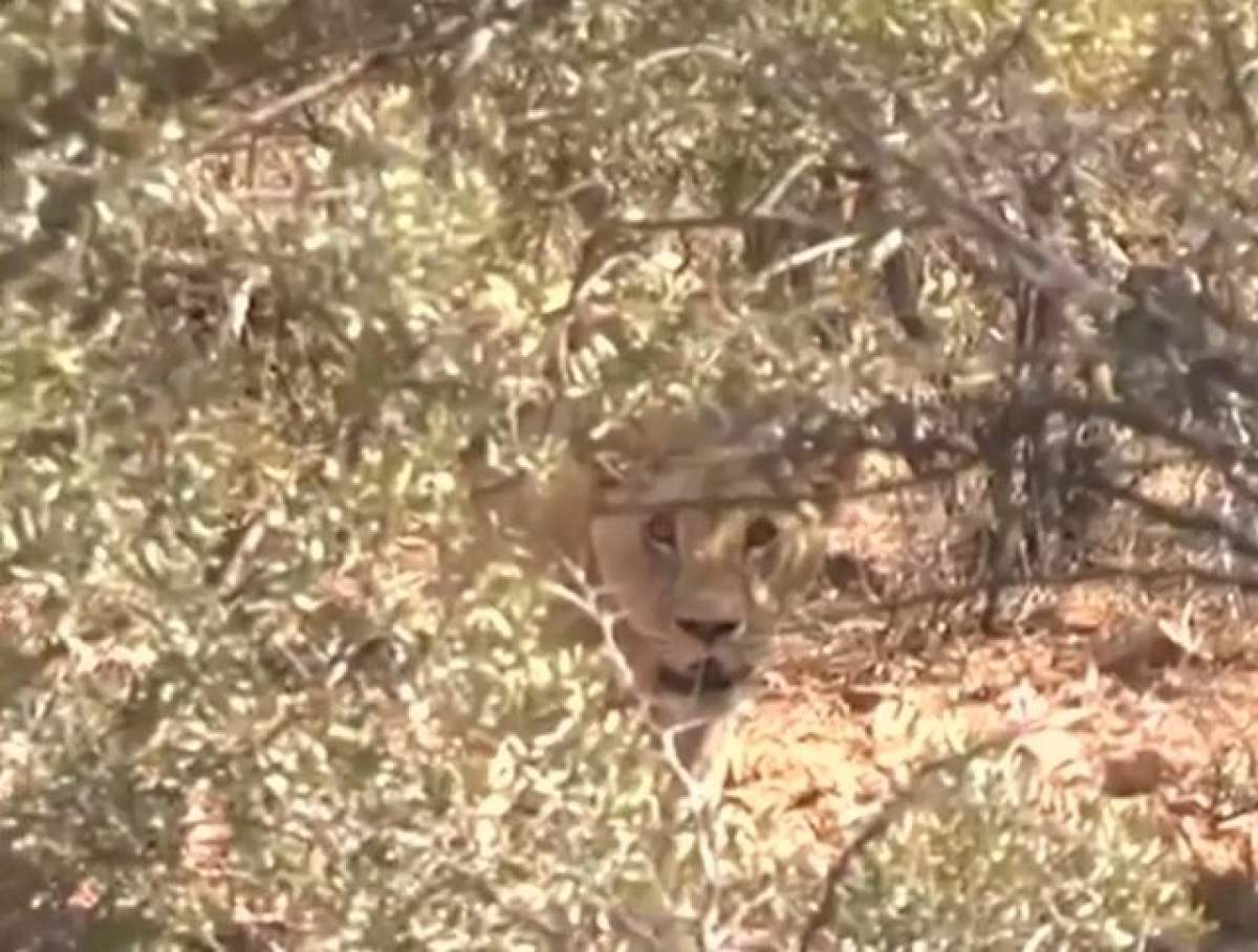 VIDEO / Scandalul privind moartea leului Cecil ia amploare! A fost omorât şi fratele lui, Jericho