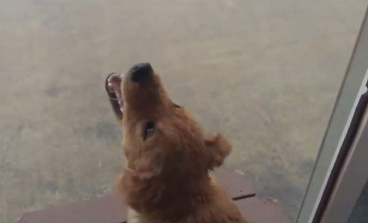 VIDEO / Nu înţelegeau de ce câinele lor a stat minute în şir cu gura deschisă şi se uita în sus! Abia când au privit pe geam au înţeles motivul, dar tot nu le-a venit să creadă