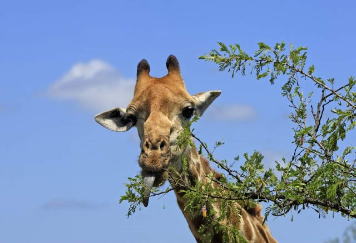 ÎNTREBAREA ZILEI - MIERCURI: Cât măsoară limba unei girafe adulte?