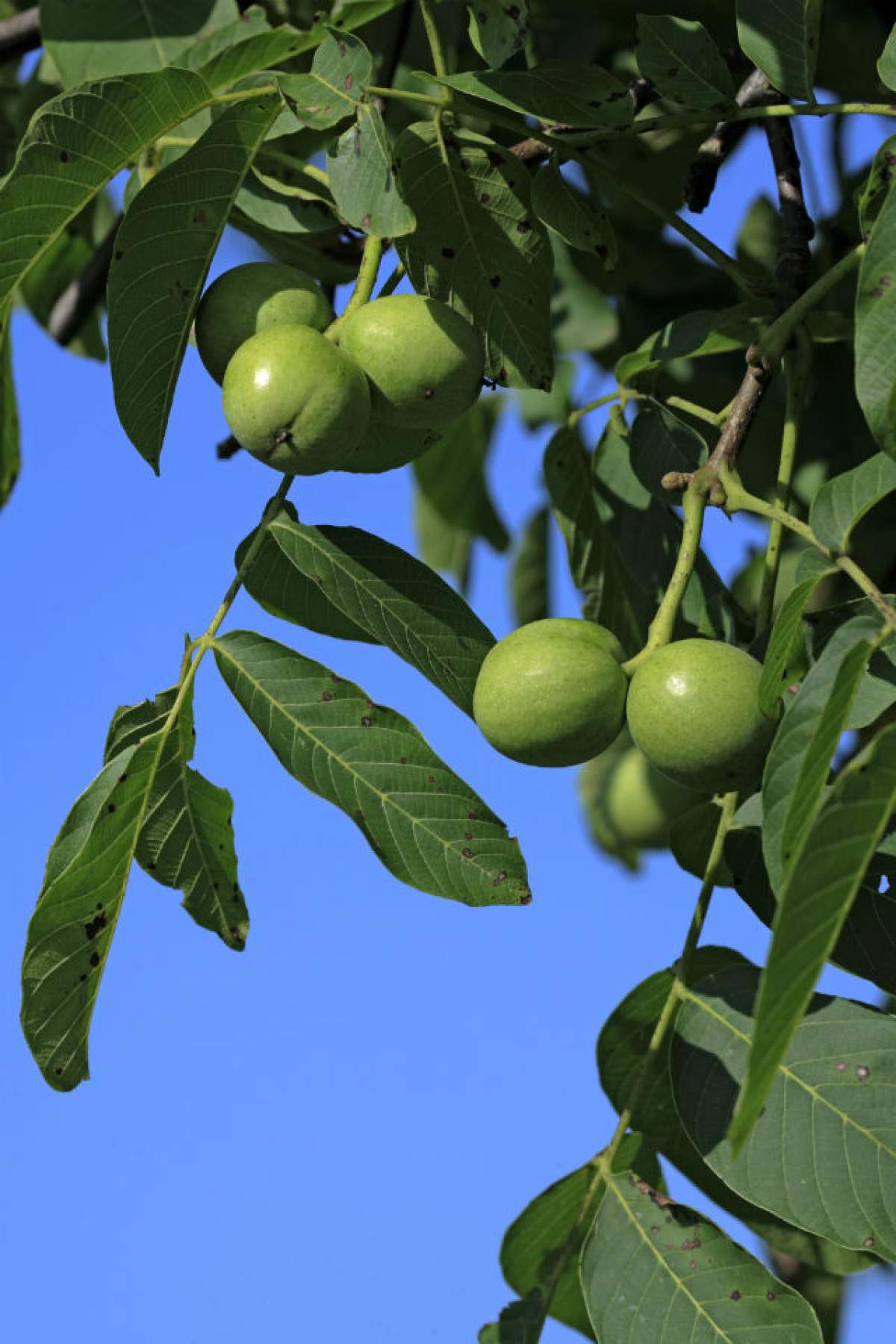 Un singur remediu natural, leac eficient pentru 10 afecţiuni! Cum prepari singur tinctura din frunze de nuc?