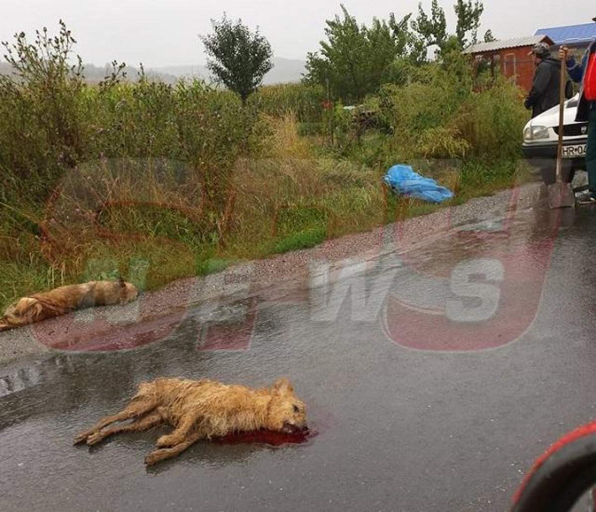 ATENȚIE, IMAGINI ȘOCANTE! Fotografiile care au aruncat Internetul în aer! Iubitorii de animale au înnebunit când au văzut atâta cruzime!