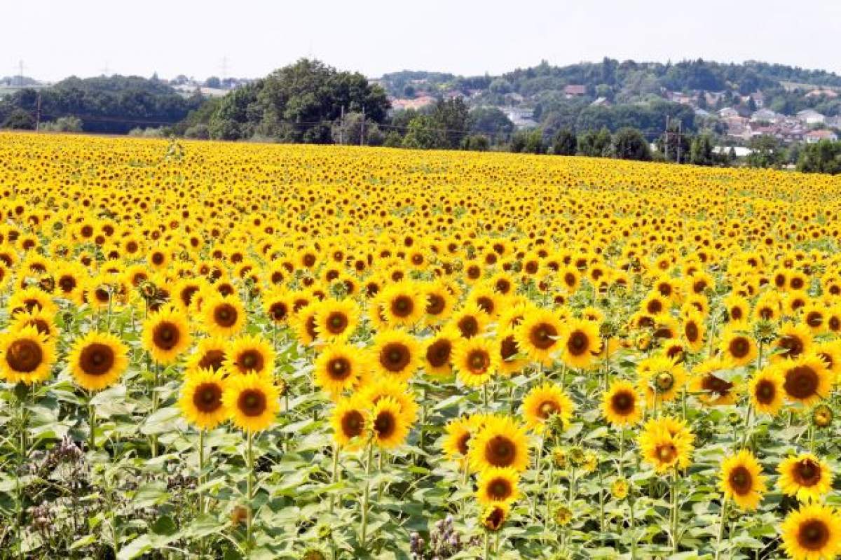 Soarele revine încet, încet în viaţa noastră! Temperaturile au început să crească