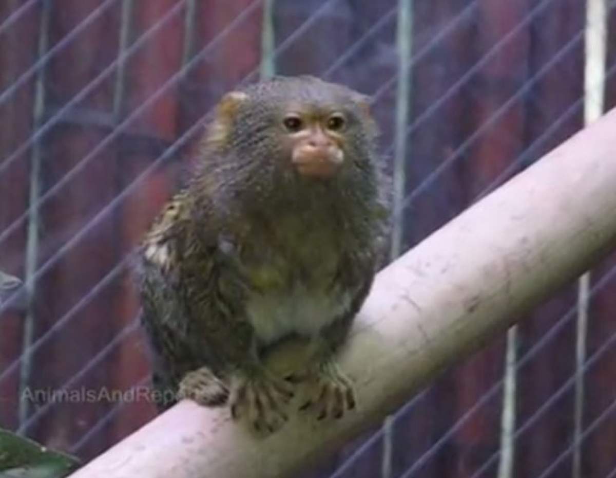 VIDEO / Ea este cea mai mică maimuță din lume