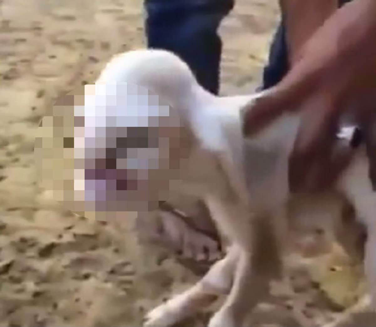 VIDEO / Un fermier a găsit un monstru în hambar! Acesta este iedul cu chip uman