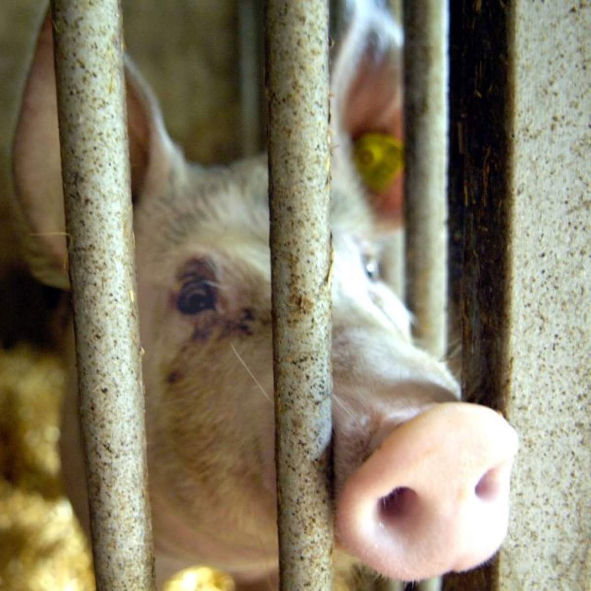 Incredibil, dar adevărat! Un fermier din Suceava are în bătătură un porc rupt din filmele SF