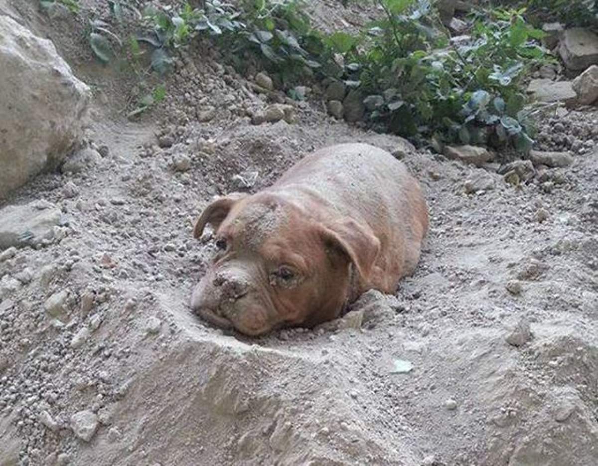 FOTO / Cruzime fără margini! Un bărbat din Franţa şi-a îngropat câinele şi l-a lăsat să moară!