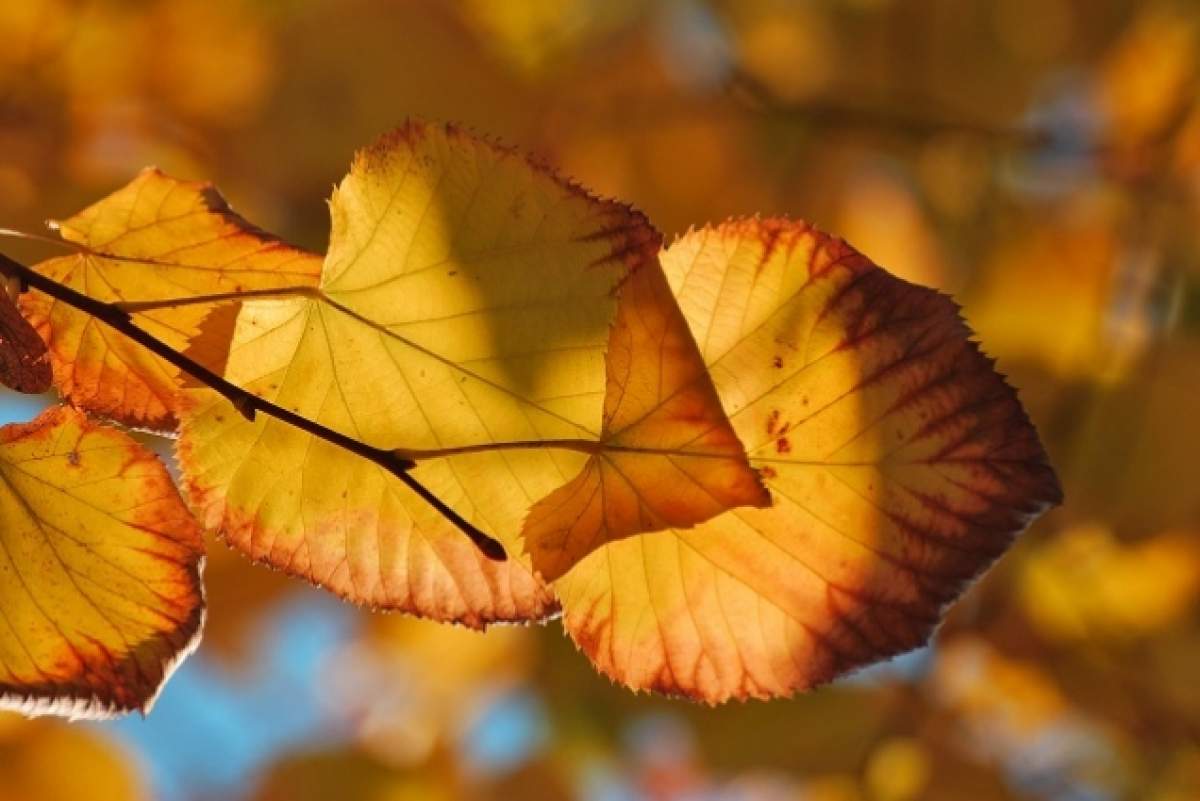 PROGNOZA METEO. Cum va fi vremea miercuri şi joi