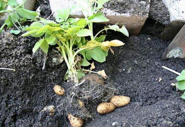 A tras o SPERIETURĂ DE MOARTE când a dat cu sapa în grădină! Căuta cartofi şi morcovi şi a descoperit ceva ÎNFRICOŞĂTOR