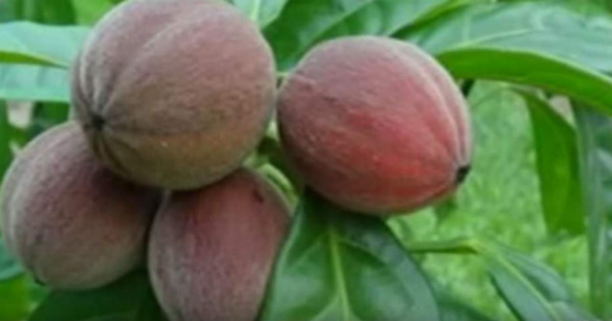 VIDEO / Au mâncat acest fruct vreme de câteva zile, iar rezultatul i-a lăsat fără cuvinte pe specialişti! Celulele canceroase au fost distruse