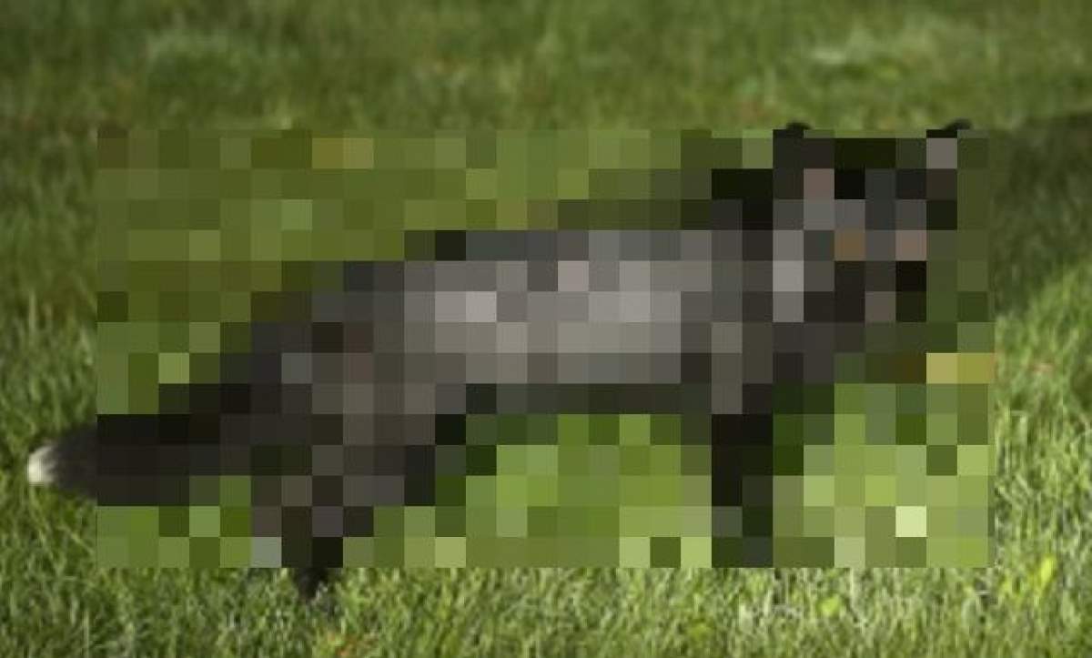 VIDEO / Imaginea a devenit virală pe internet! Cum arată vulpea neagră, cel mai rar animal din Anglia