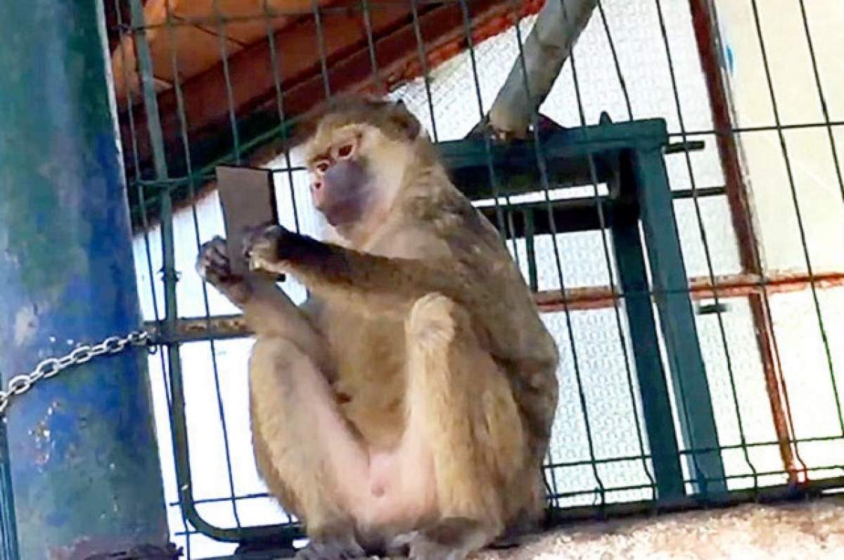VIDEO / O maimuță din România face senzație pe Facebook. A furat un telefon mobil, iar restul este ISTORIE