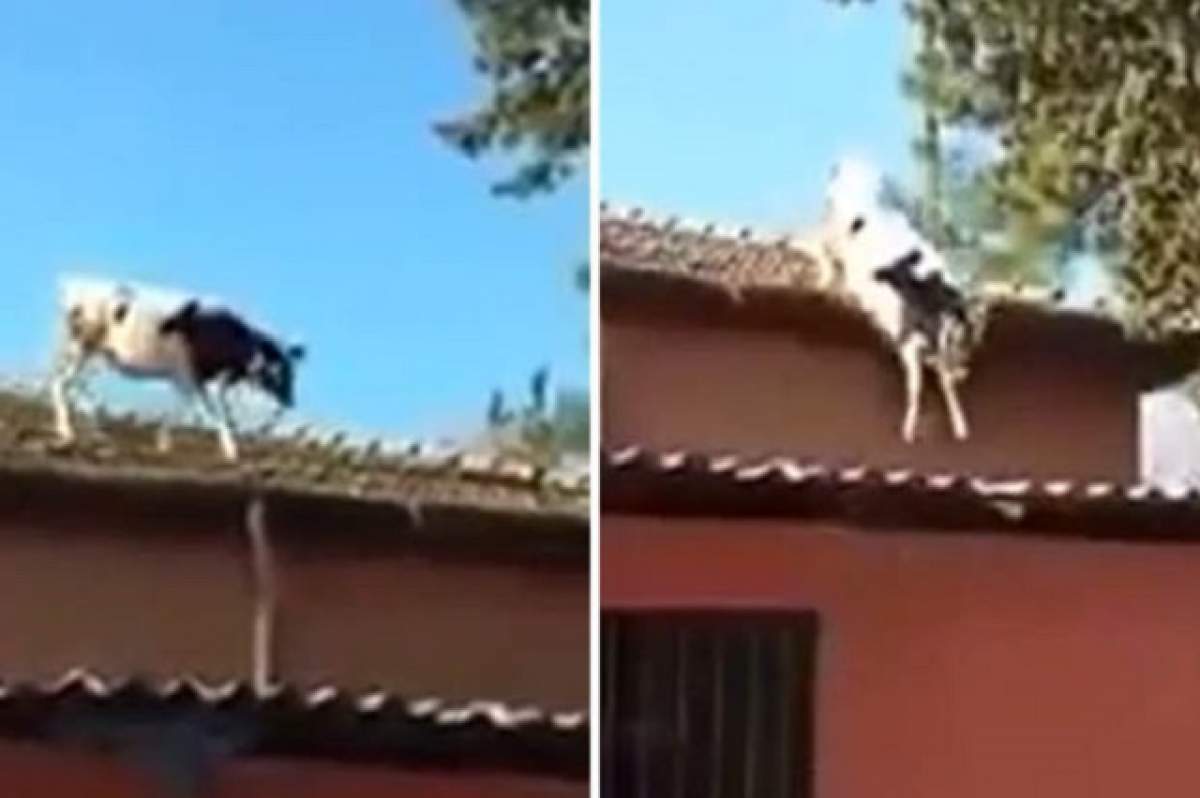 VIDEO / Aventurile unei văcuțe. S-a urcat pe un acoperiș și a șocat pe toată lumea. Ce a pățit