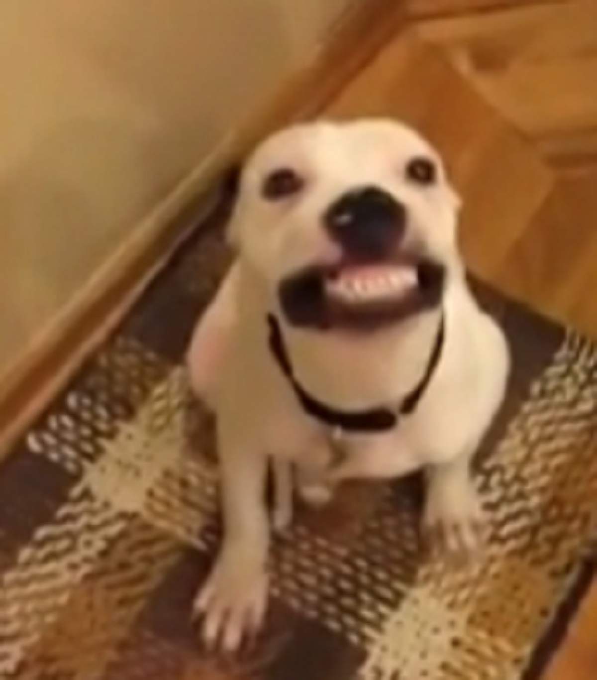 VIDEO / El este câinele faimos pentru zâmbetul său! Vei fi impresionat când vei afla motivul pentru care e fericit