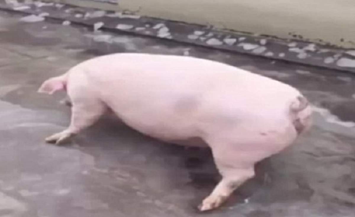 VIDEO / Greu mai e să fii rotofei, mai ales când gheaţa e sub picioarele tale! Un porc tare simpatic a cucerit internetul!  O să râzi garantat