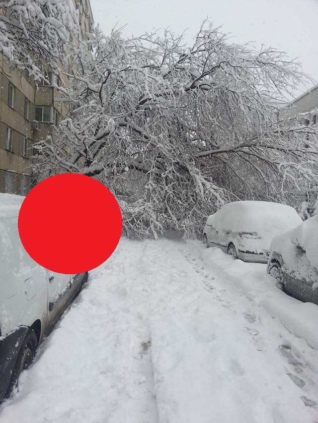 Imagine înfiorătoare a iernii! Un copac a fost fotografiat în timp ce se prăbuşea peste un trecător