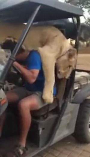 VIDEO / Îţi îngheaţă inima. Acest leu a sărit pe îngrijitorul safari-ului, iar ce a urmat este incredibil