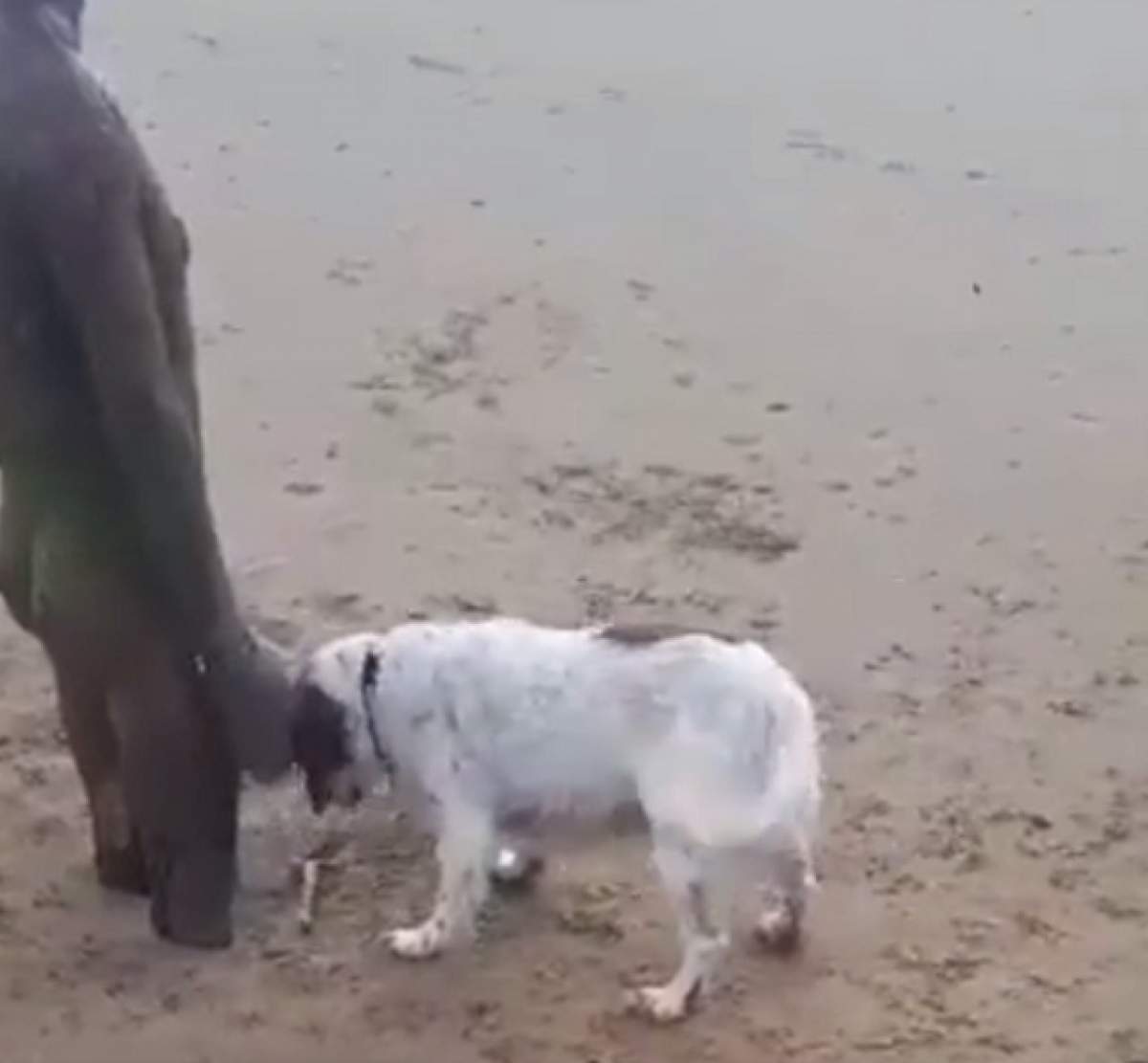 VIDEO / Stă gol în deşert, iar câinele nu vrea să plece de lângă el! Viralul care a impresionat internetul