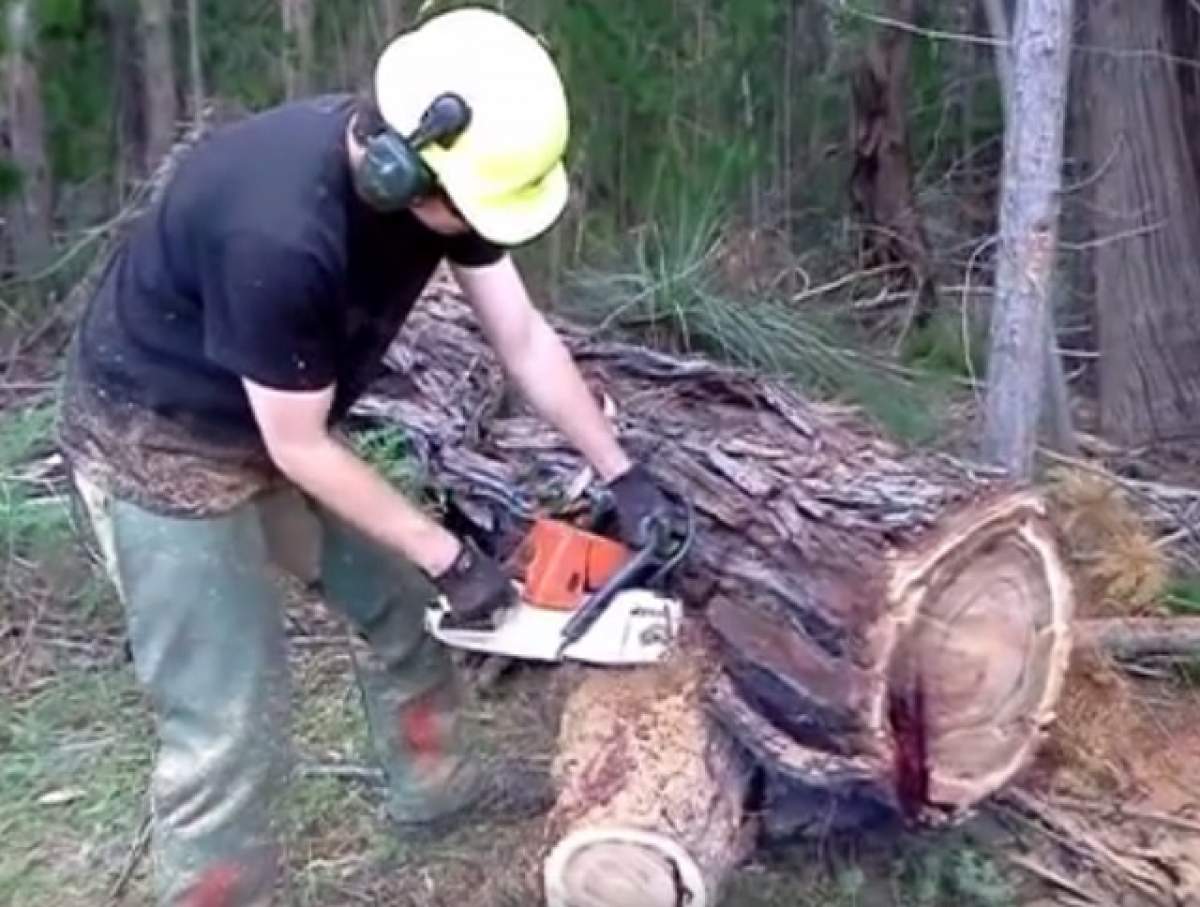 VIDEO / A băgat drujba într-un copac şi a început să curgă sânge! Filmuleţul care a şocat pe toată lumea