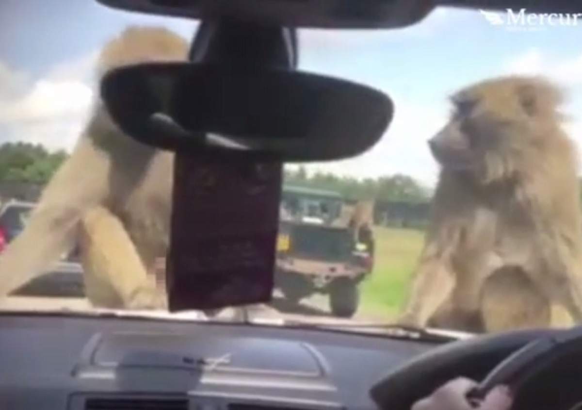 VIDEO / "Mami, ce fac acolo"? Două maimuțe, surprinse pe capota unei mașini, în poziții incendiare