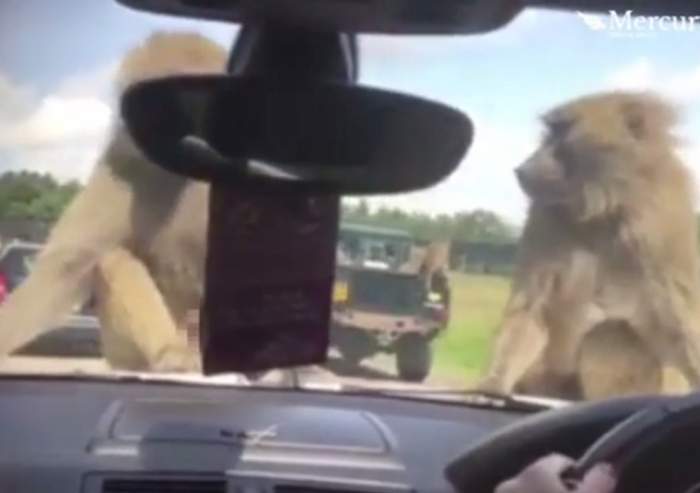 VIDEO / "Mami, ce fac acolo"? Două maimuțe, surprinse pe capota unei mașini, în poziții incendiare