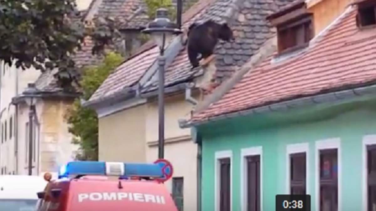 VIDEO / Imagini incredibile. Un urs se plimbă pe acoperişurile din Sibiu. Ce s-a întâmplat cu animalul