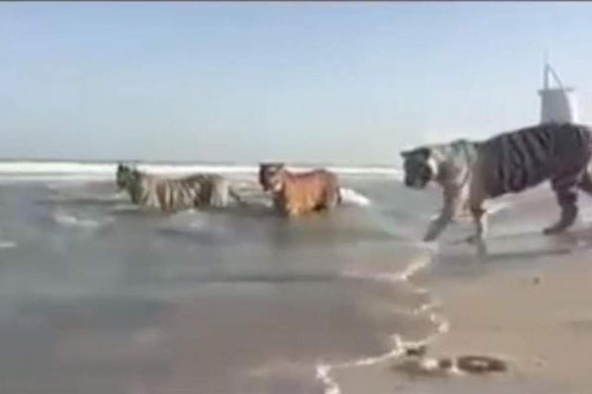 VIDEO  / Imagini şocante surprinse pe plajă! Ce s-a întâmplat la scurt timp de la publicarea lor