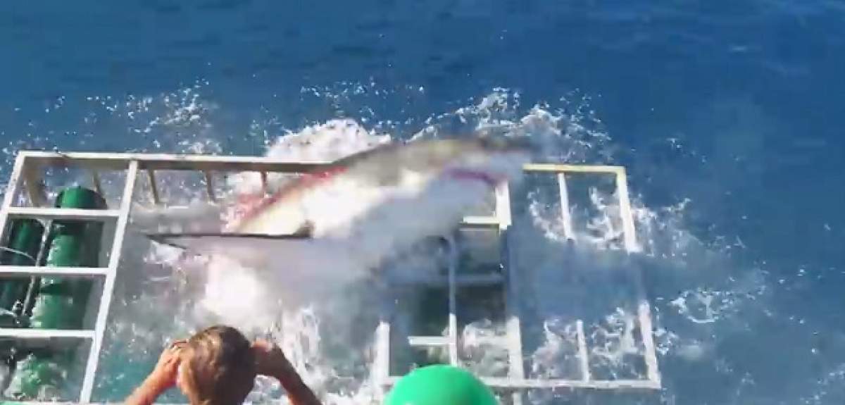 VIDEO / A încercat să filmeze un rechin, iar ce a urmat e îngrozitor. Încremeneşti când vezi imaginile