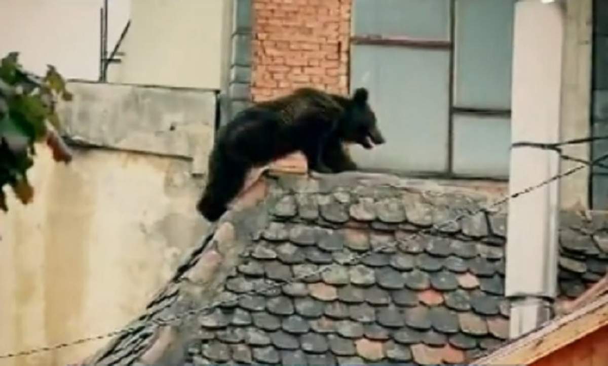 VIDEO / Detalii revoltătoare în cazul ursului împuşcat la Sibiu! Ancheta a scos la iveală amănunte terifiante