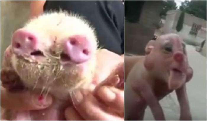 VIDEO / Un porc s-a născut cu două râturi și trei ochi în China! Imagini șocante