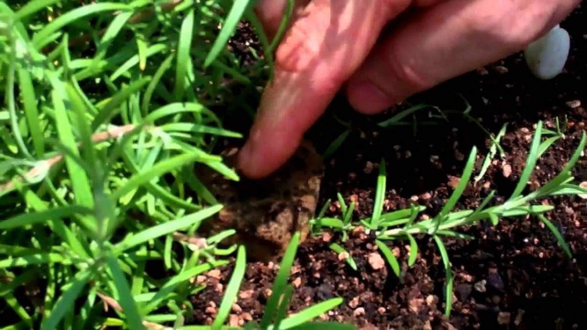 Descoperirea oamenilor de știință care ar putea schimba lumea: planta care face creierul să funcționeze cu 75% mai bine