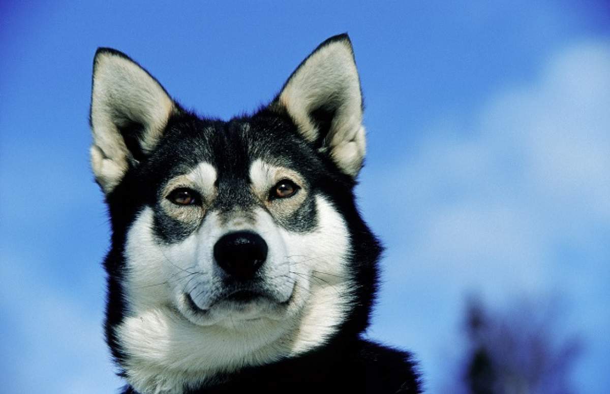 EMOŢIONANT! Un câine Husky şi-a păzit stăpânul căzut într-o râpă timp de trei zile