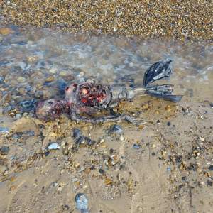 VIDEO / Corpul unei sirene a fost găsit pe o plajă din Anglia. Dovada clară că aceste fiinţe nu sunt un mit!