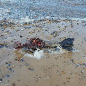 VIDEO / Corpul unei sirene a fost găsit pe o plajă din Anglia. Dovada clară că aceste fiinţe nu sunt un mit!
