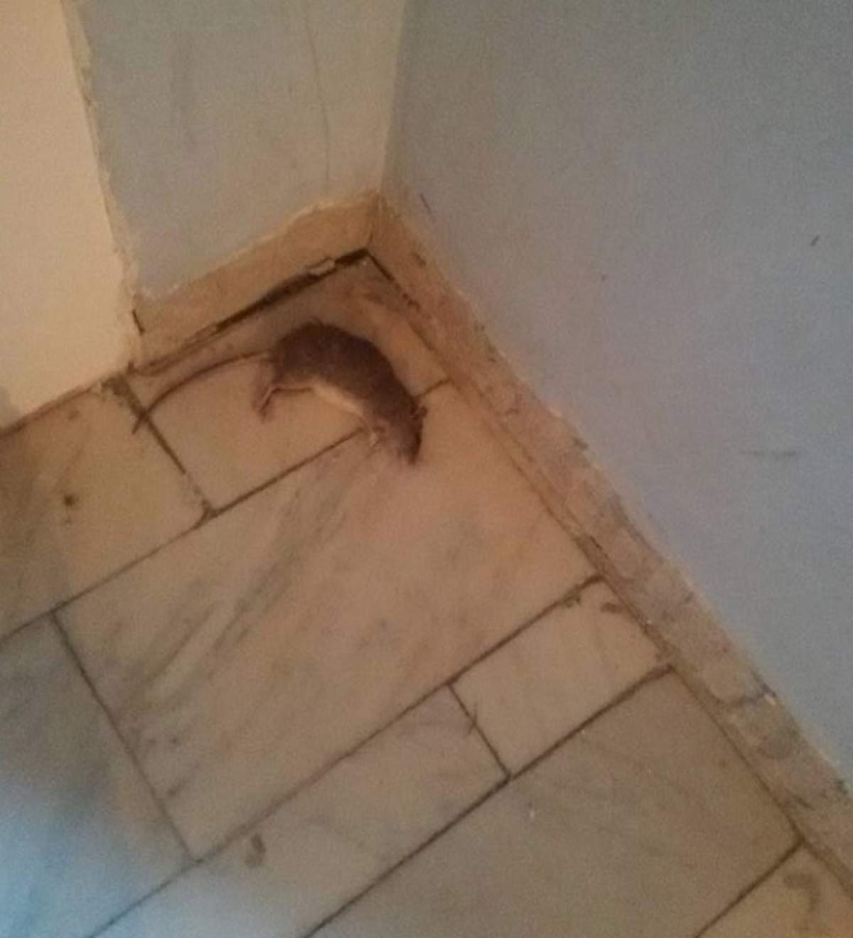 Imagini şocante. Un şobolan mort a fost fotografiat pe holul unui spital din Capitală